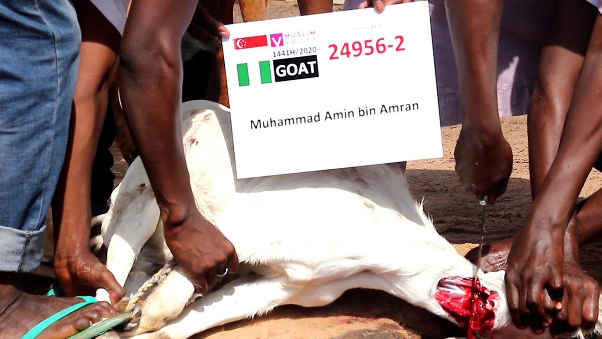 ナイジェリアのサダカ - ヤギ