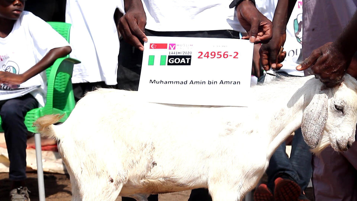 ナイジェリアのサダカ - ヤギ