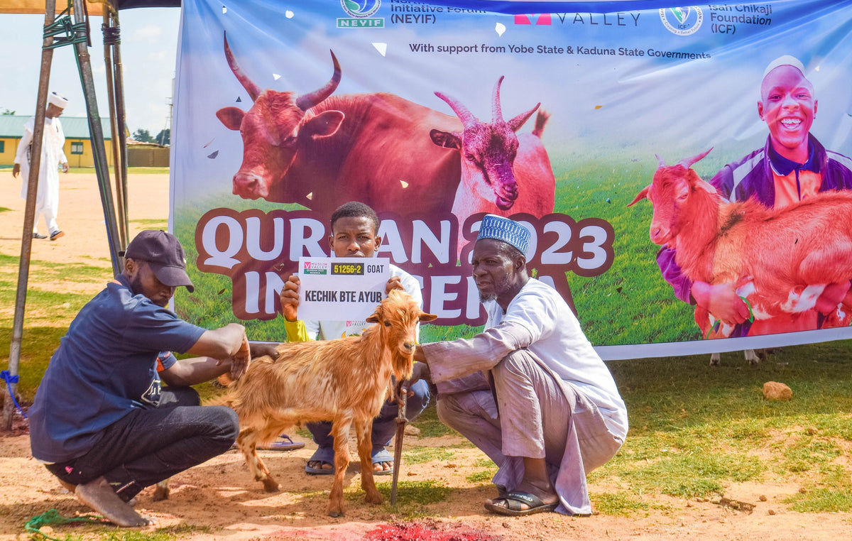 Qurban in Nigeria - Goat