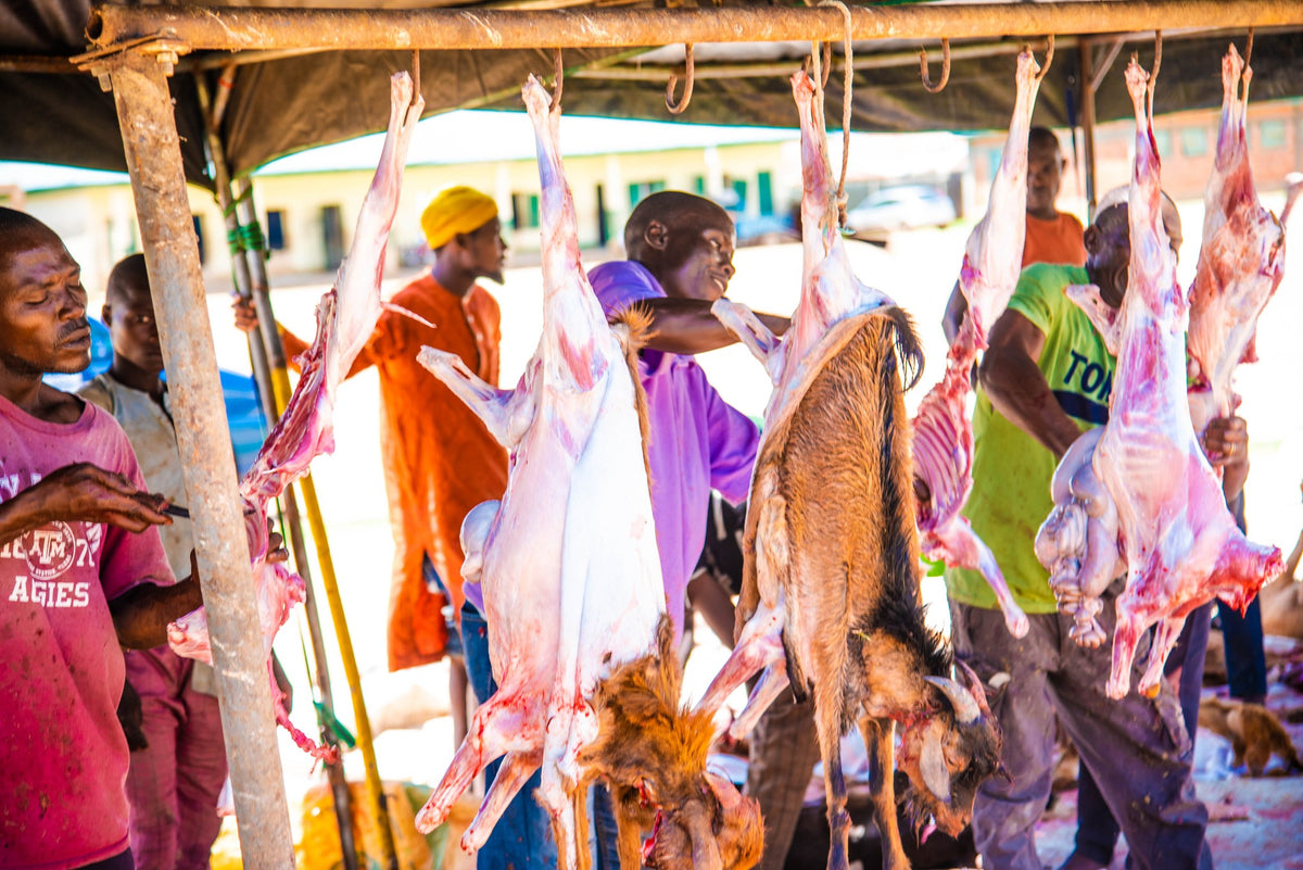 Qurban in Nigeria - Goat