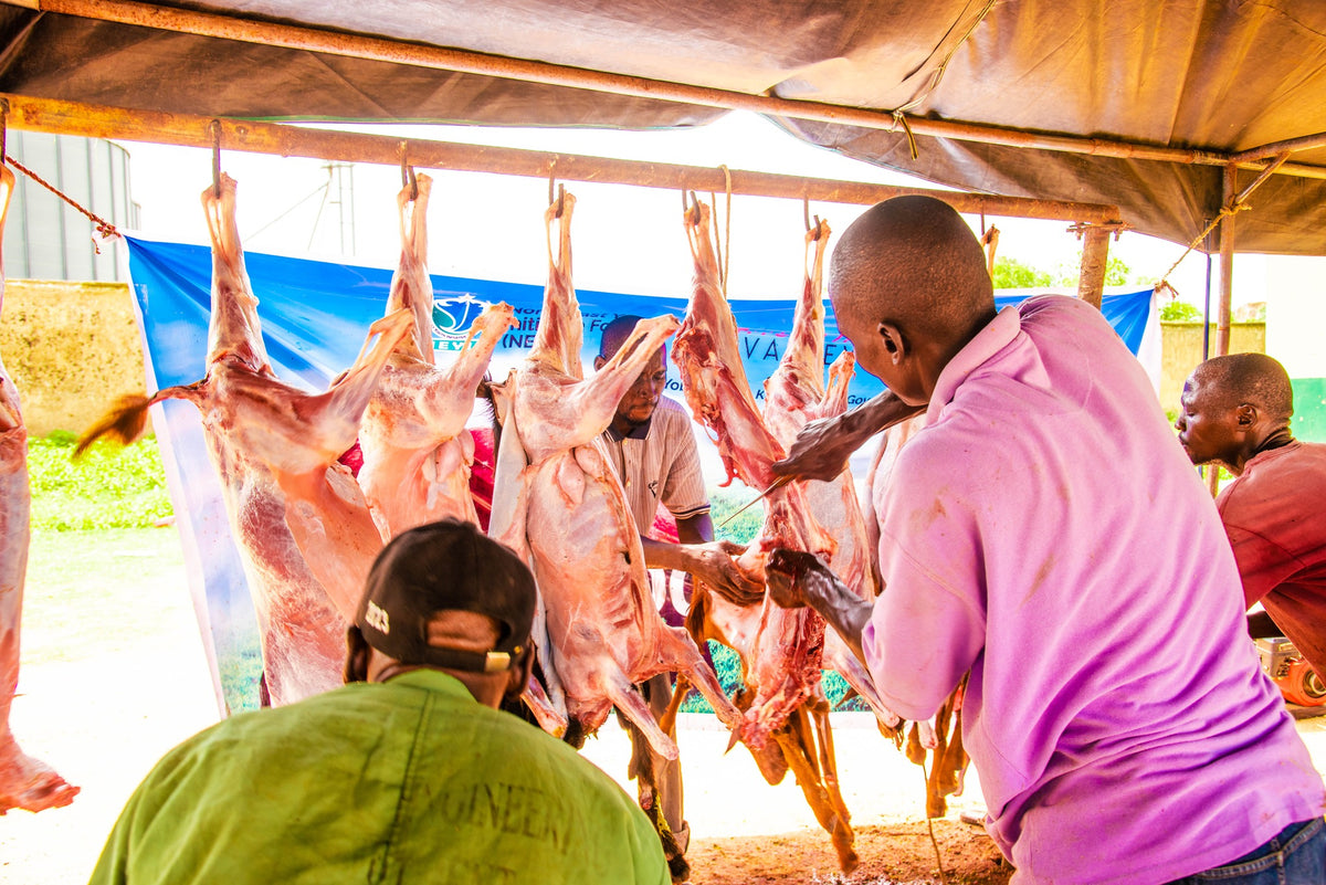 Qurban in Nigeria - Goat