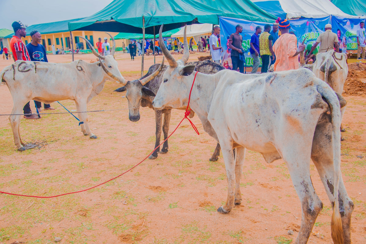 $20 Meat Sadaqa in Nigeria