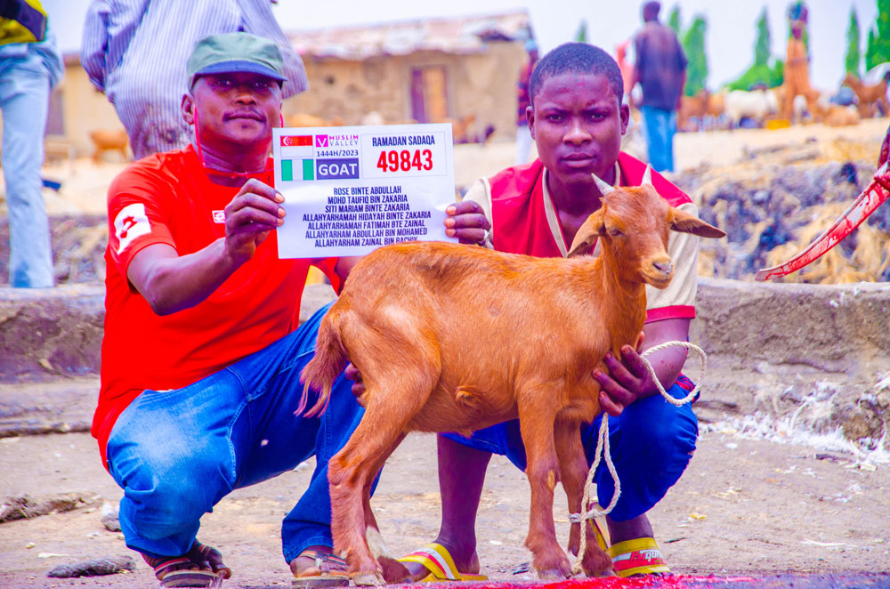 Goats for Iftar in Nigeria