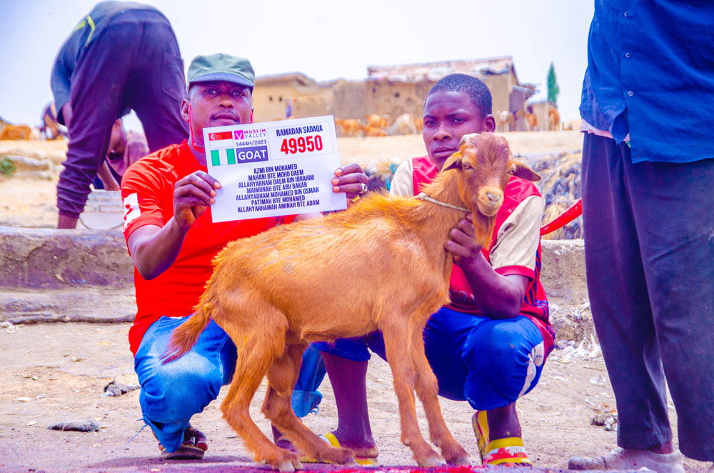 Goats for Iftar in Nigeria