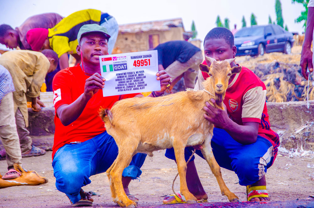 Goats for Iftar in Nigeria