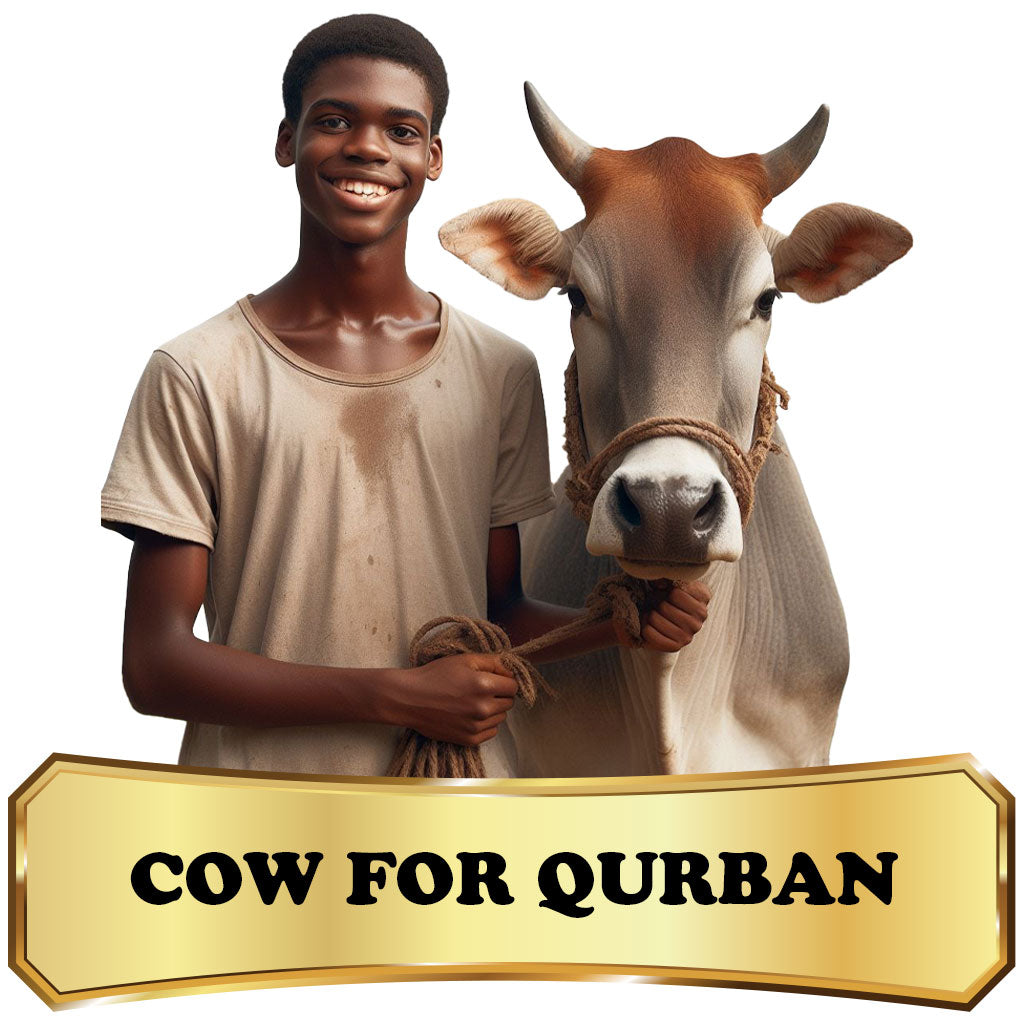 Qurban in Africa - Cow