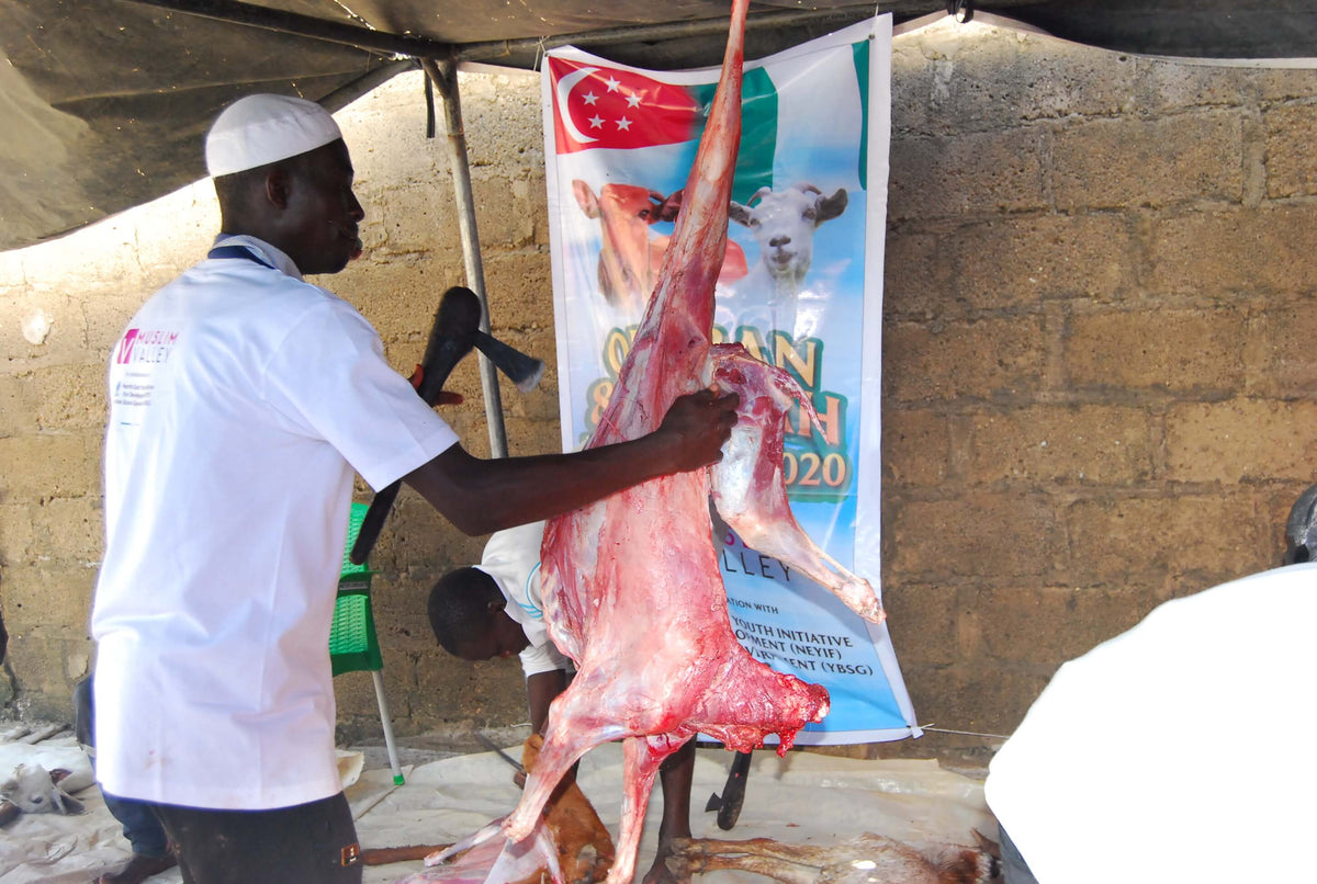 Syifa Qurban in Nigeria - Goat