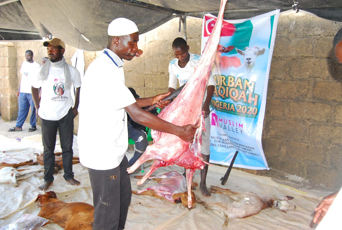 Syifa Qurban in Nigeria - Goat