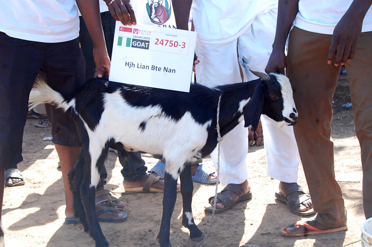 Syifa Qurban in Nigeria - Goat