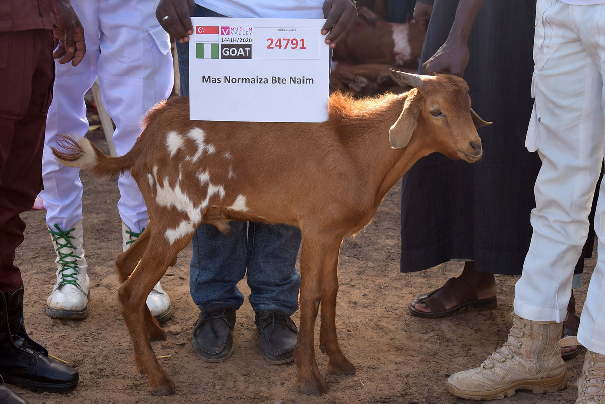 Syifa Qurban in Nigeria - Goat
