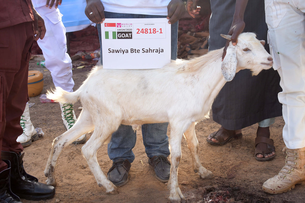 Syifa Qurban in Nigeria - Goat