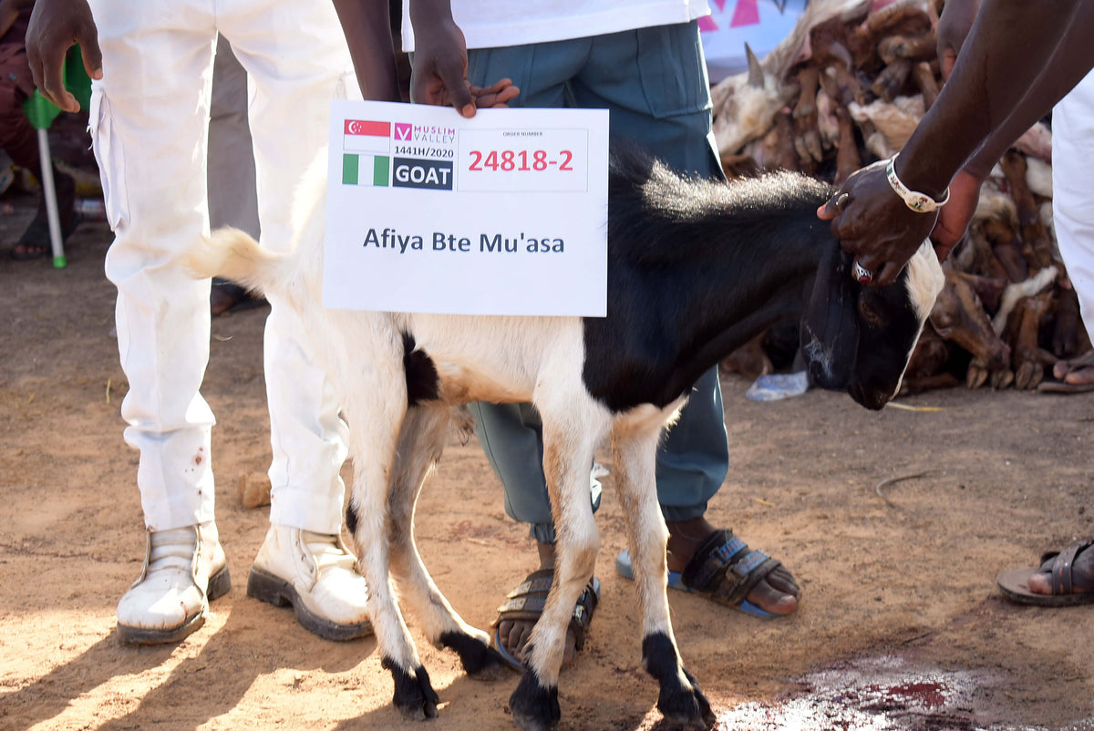 Syifa Qurban in Nigeria - Goat
