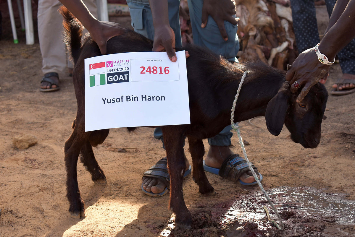 Syifa Qurban in Nigeria - Goat