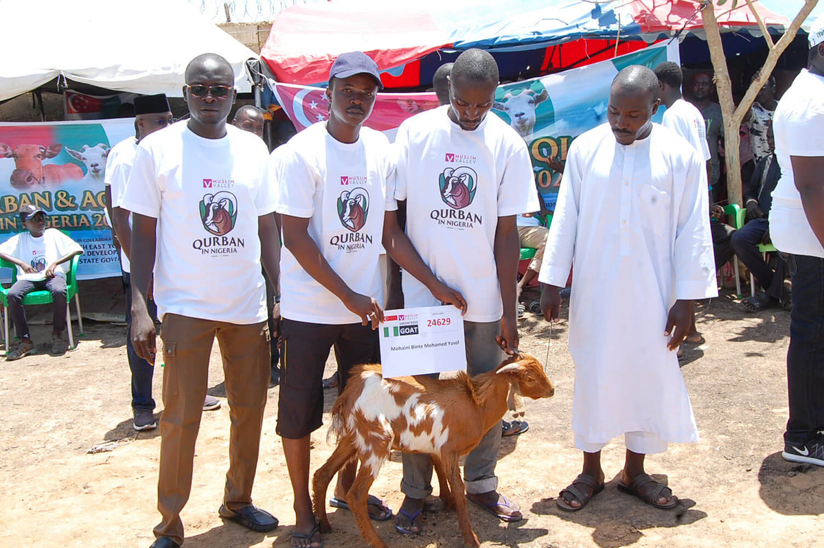 Syifa Qurban in Nigeria - Goat