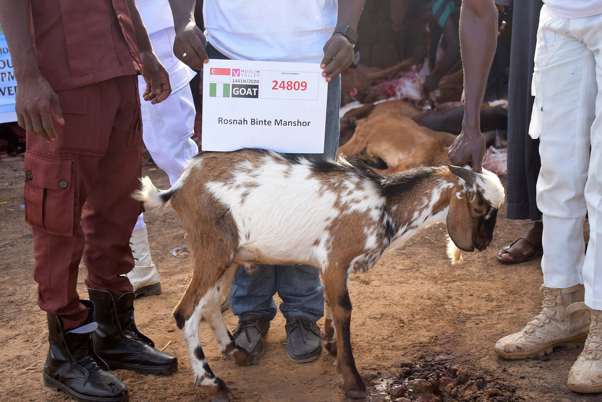 Syifa Qurban in Nigeria - Goat