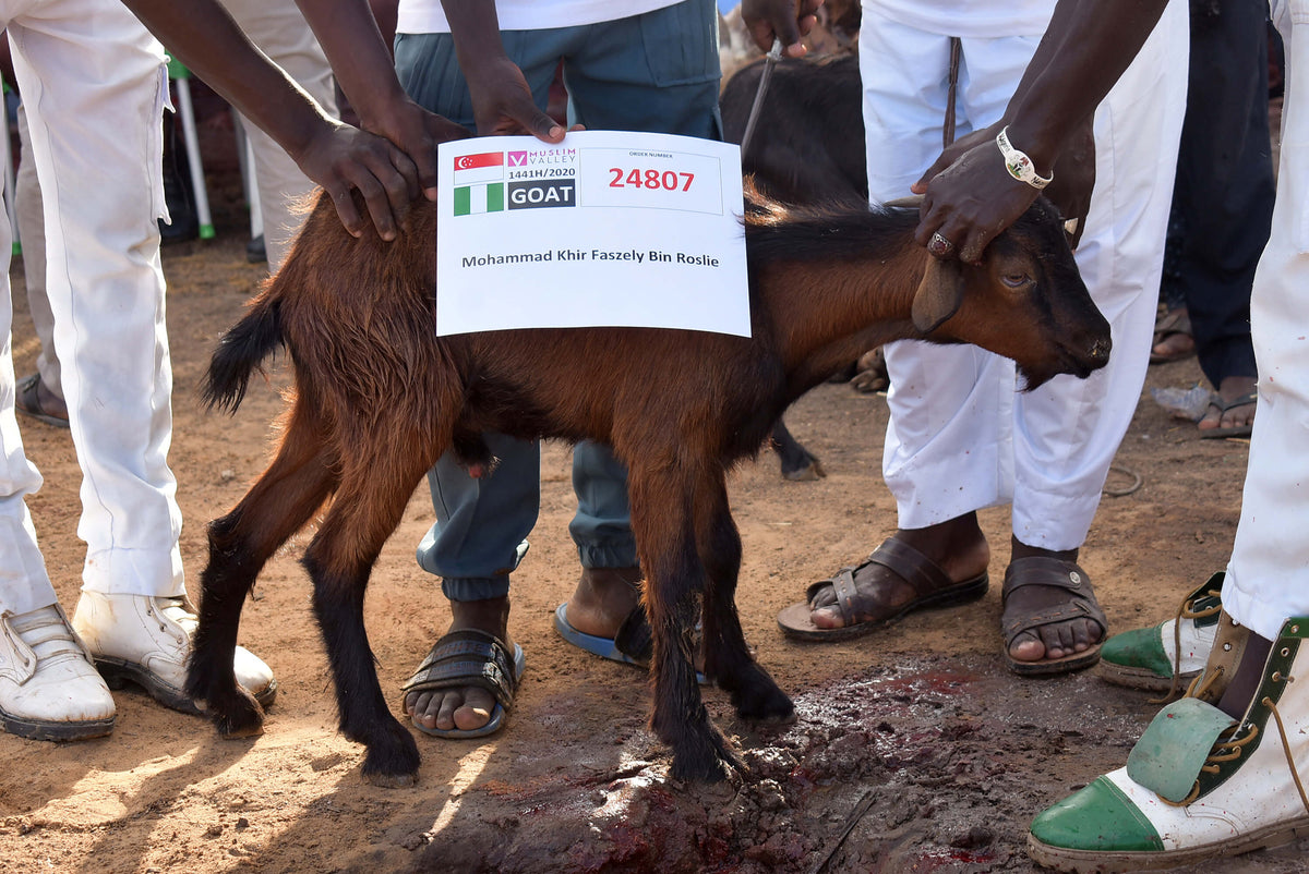 Syifa Qurban in Nigeria - Goat