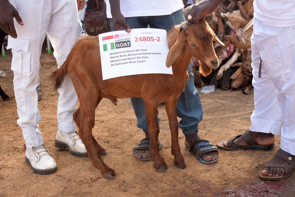Syifa Qurban in Nigeria - Goat