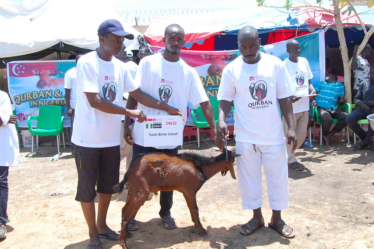 Syifa Qurban in Nigeria - Goat