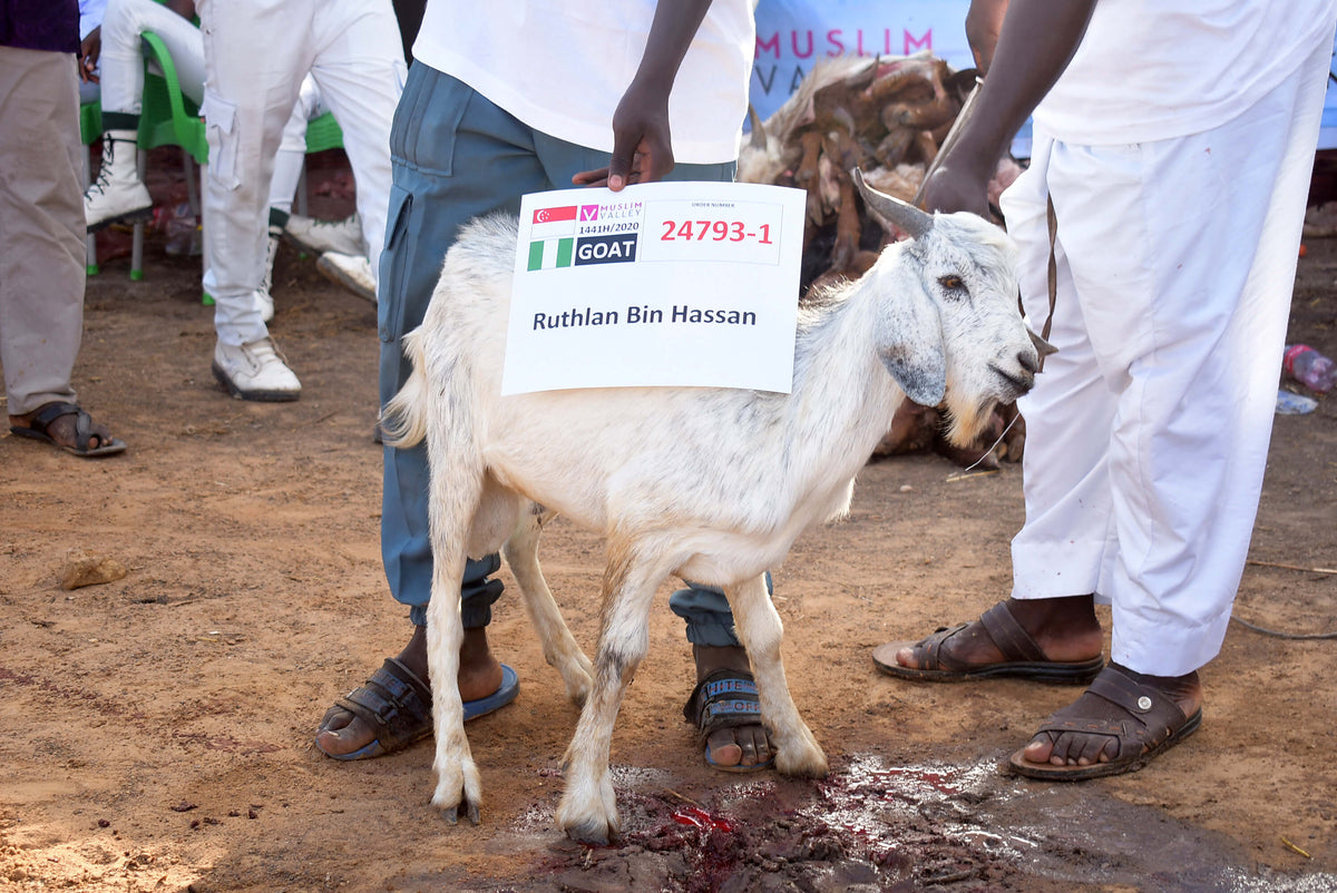 Syifa Qurban in Nigeria - Goat