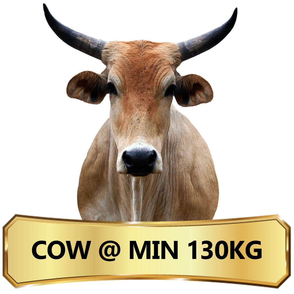 Qurban in Nigeria - Cow