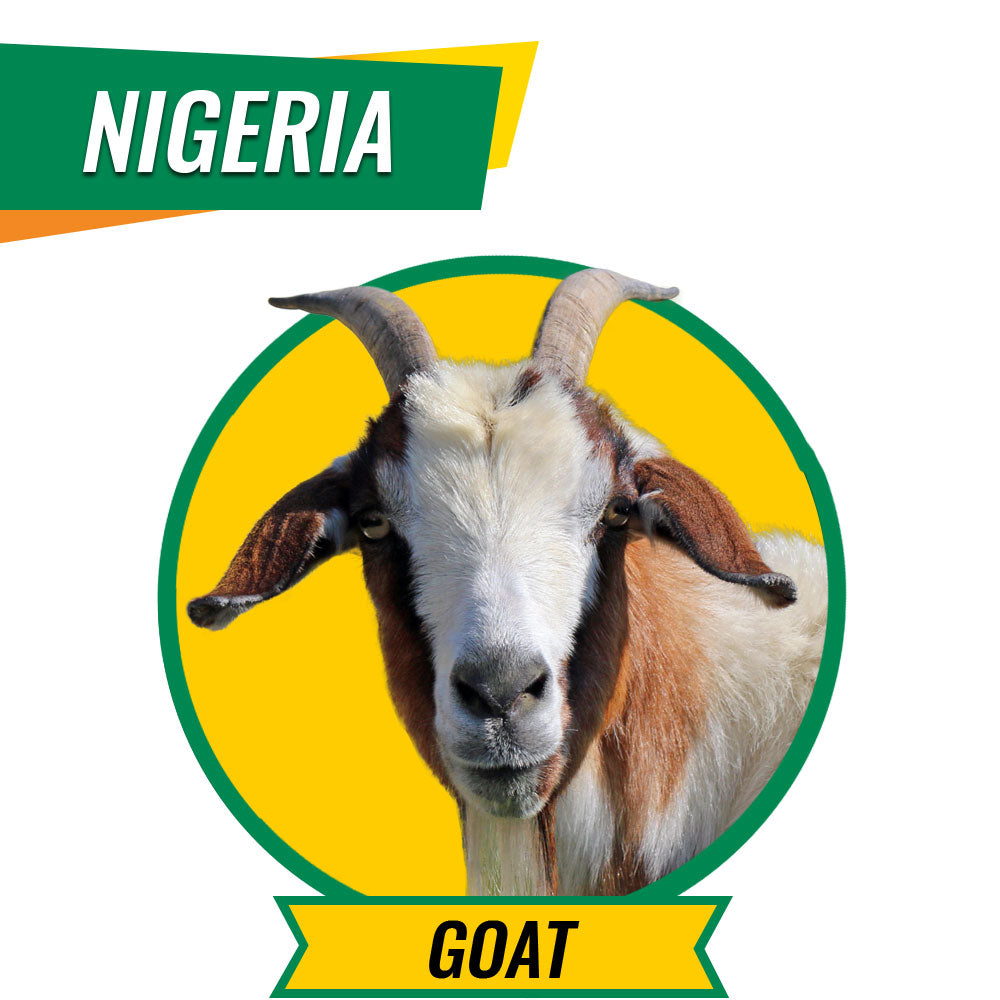 Syifa Qurban in Nigeria - Goat