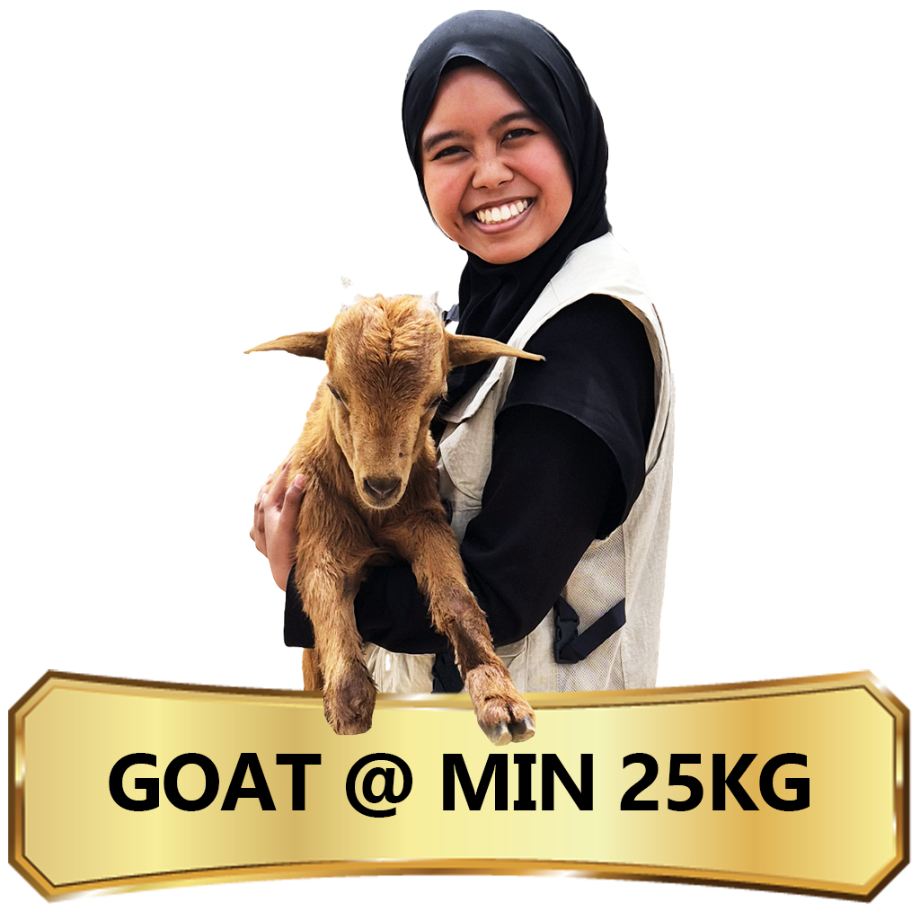 Qurban in Nigeria - Goat