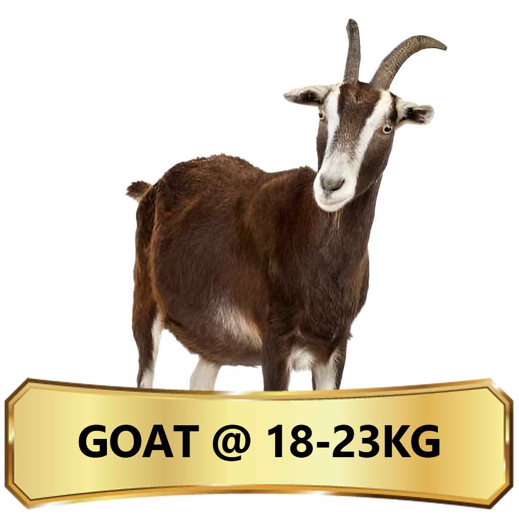 Qurban in Yemen - Goat