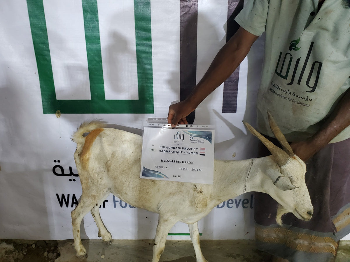 Qurban in Yemen - Goat