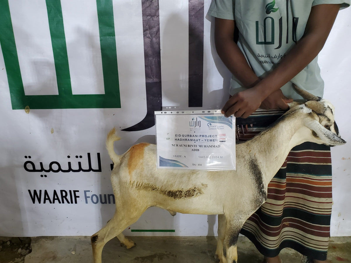 Qurban in Yemen - Goat