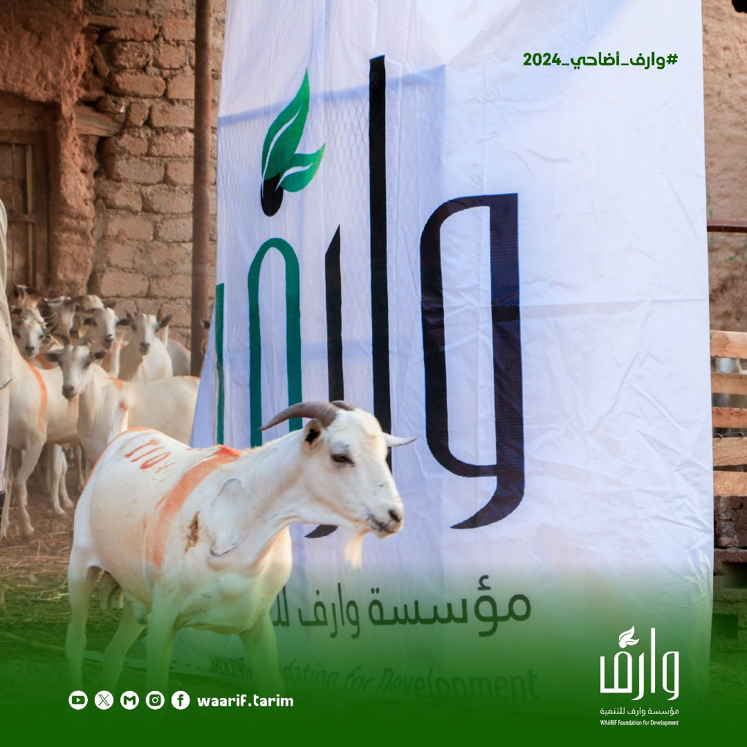 Qurban in Yemen - Goat