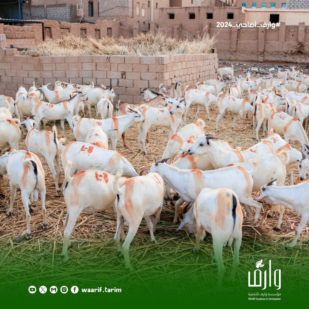 Qurban in Yemen - Goat