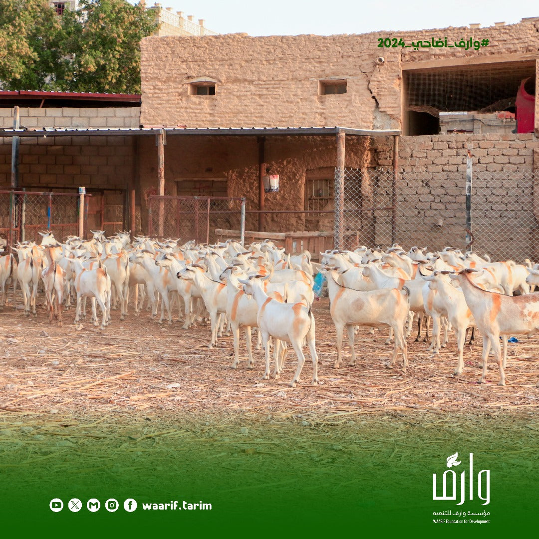 Qurban in Yemen - Goat