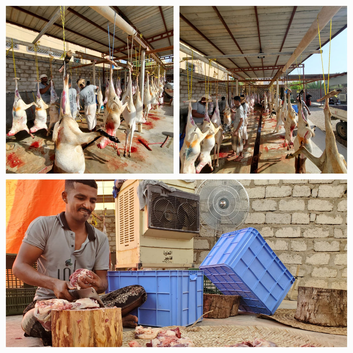 Qurban in Yemen - Goat