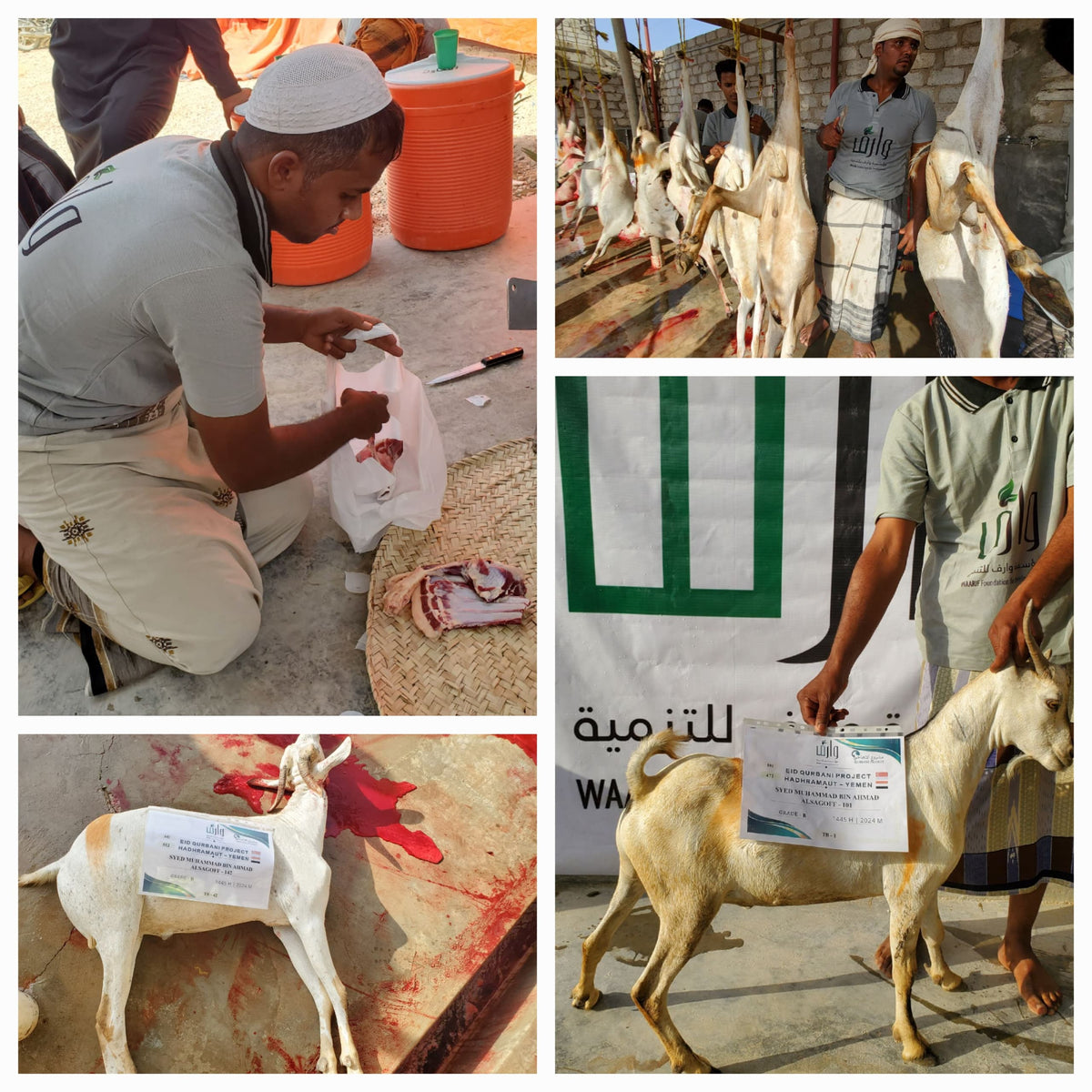 Qurban in Yemen - Goat
