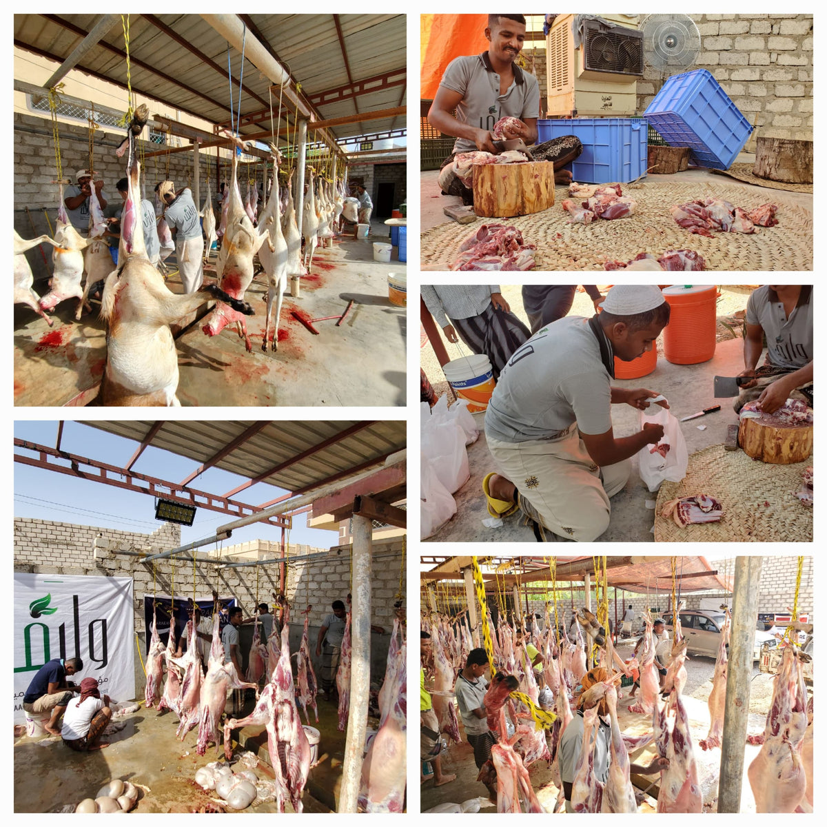 Qurban in Yemen - Goat