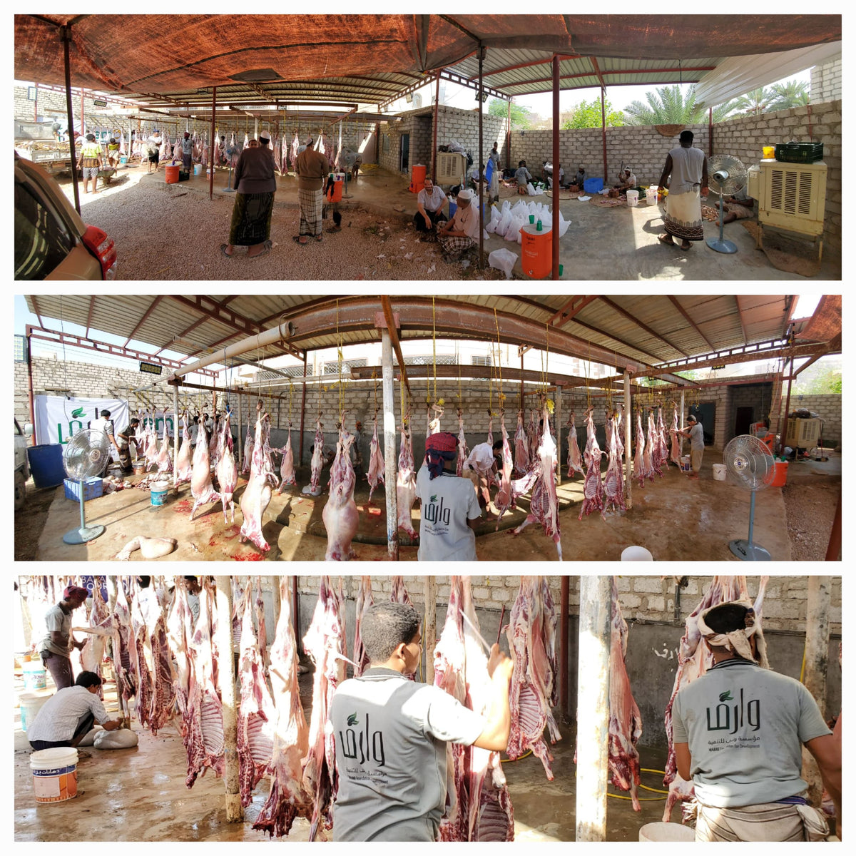 Qurban in Yemen - Goat