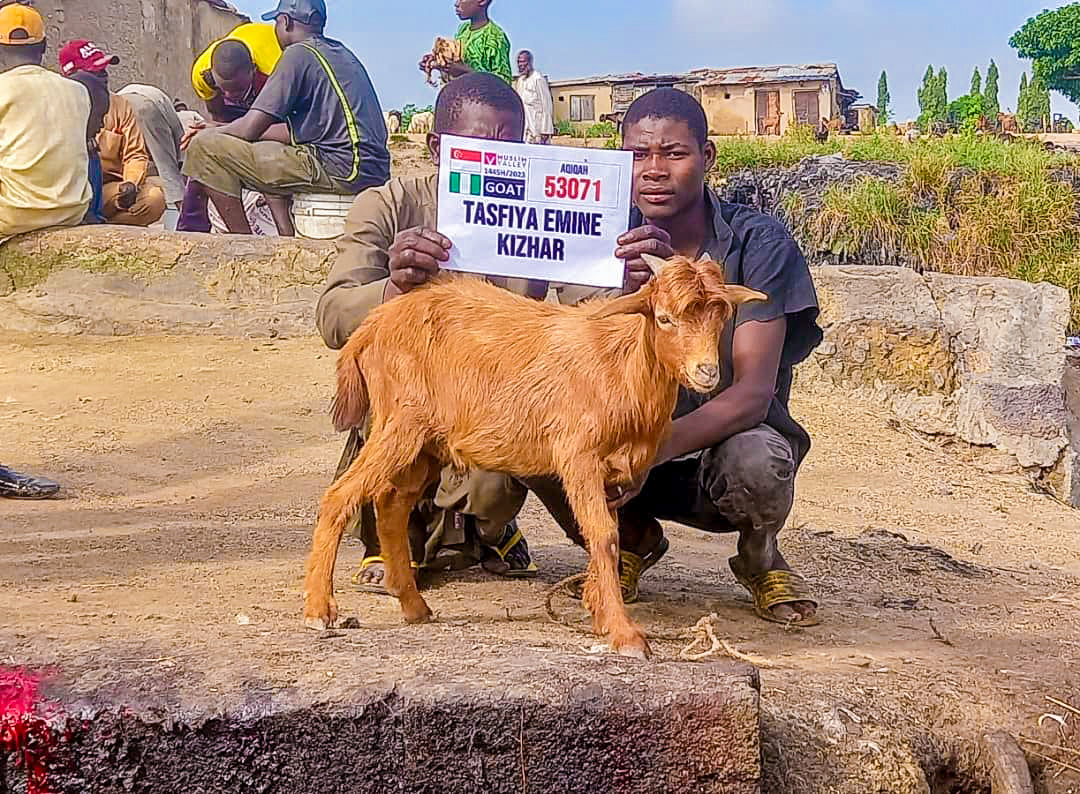 Aqiqah in Nigeria - Goat