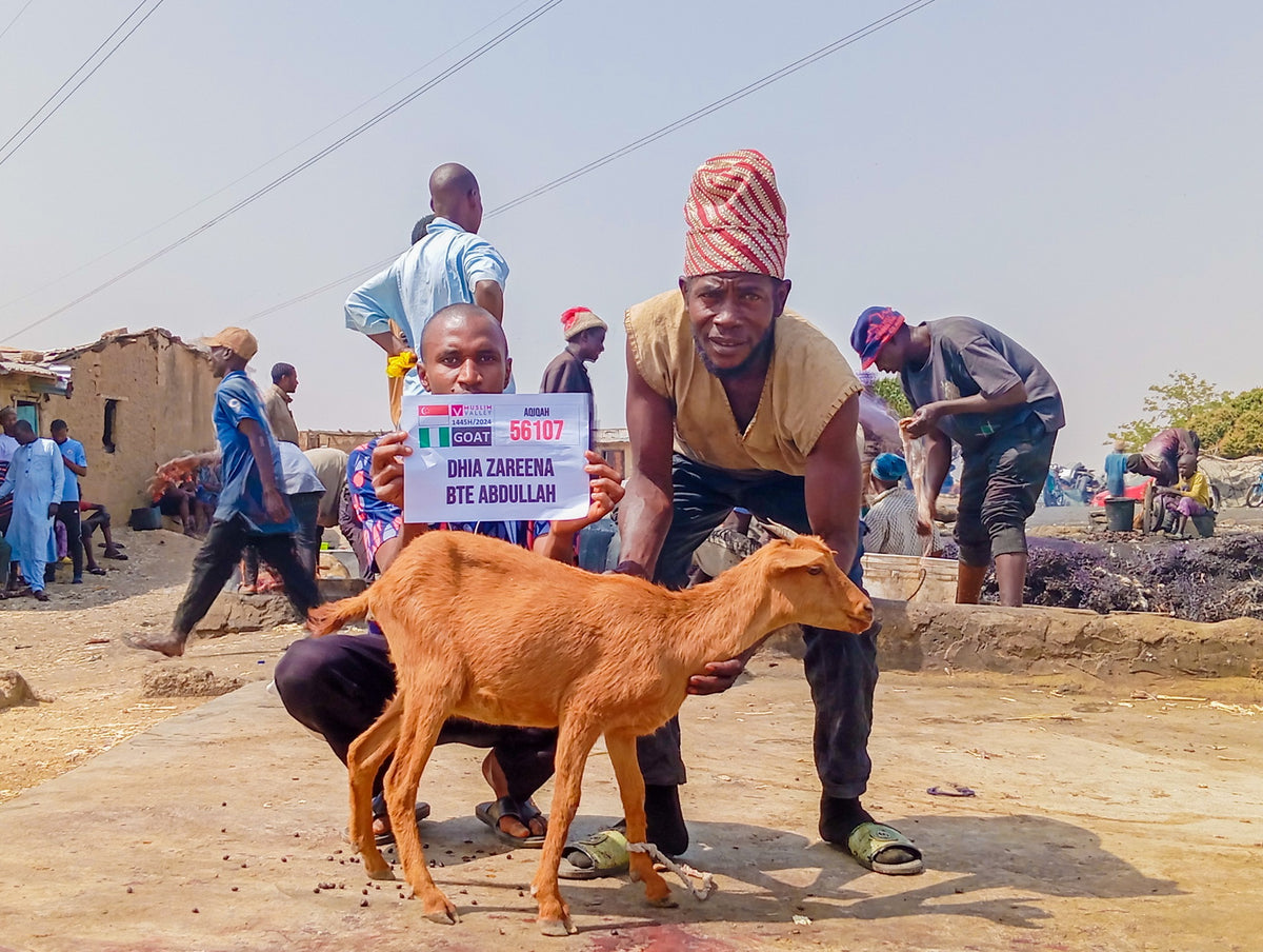Aqiqah in Nigeria - Goat