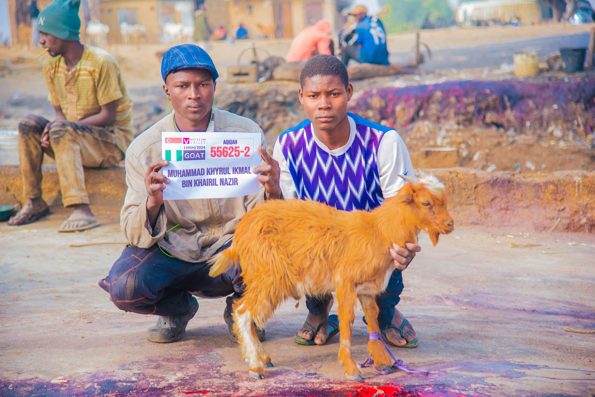 Aqiqah in Nigeria - Goat