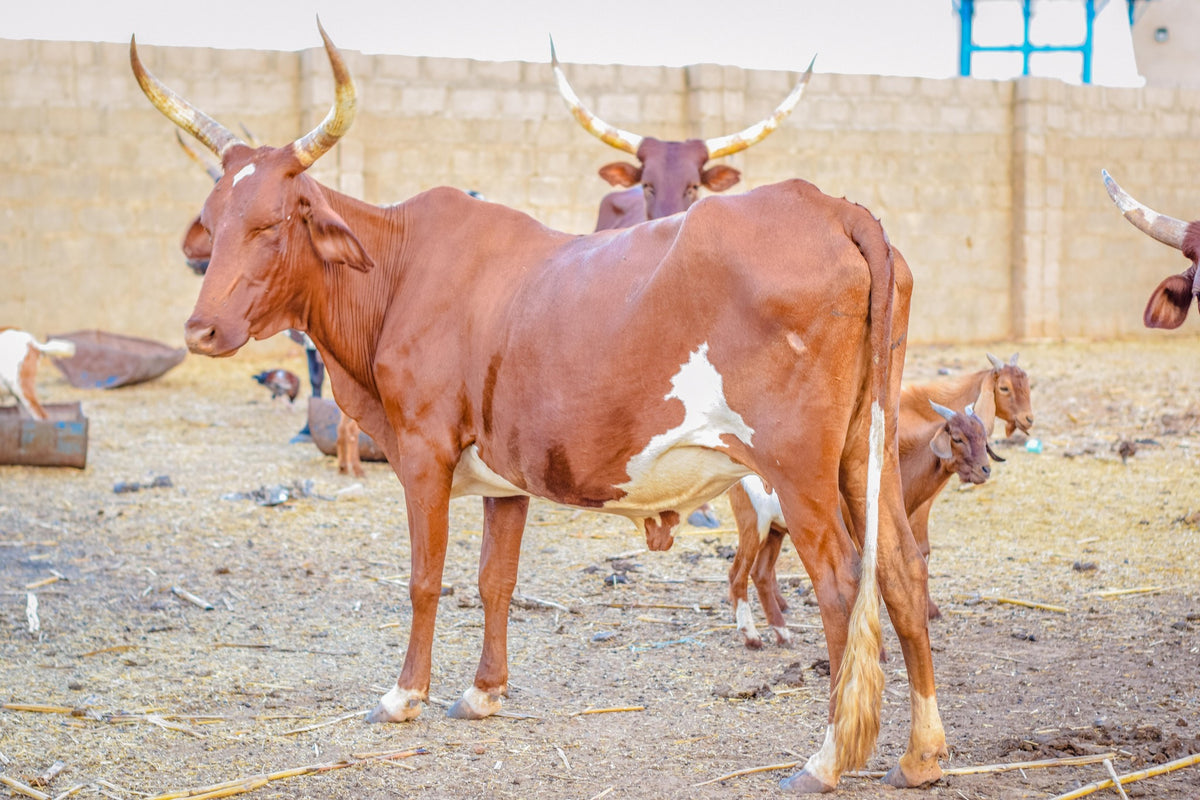 Qurban in Nigeria - Cow