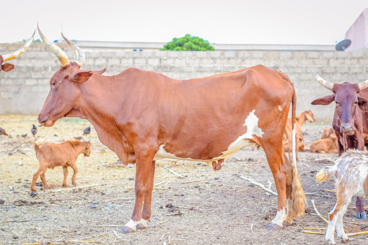 Qurban in Nigeria - Cow