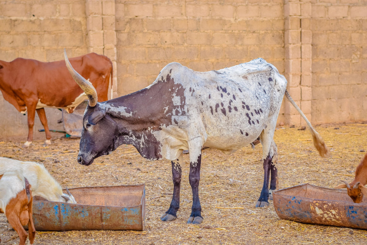 Qurban in Nigeria - Cow