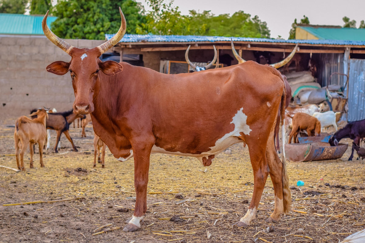 Qurban in Nigeria - Cow