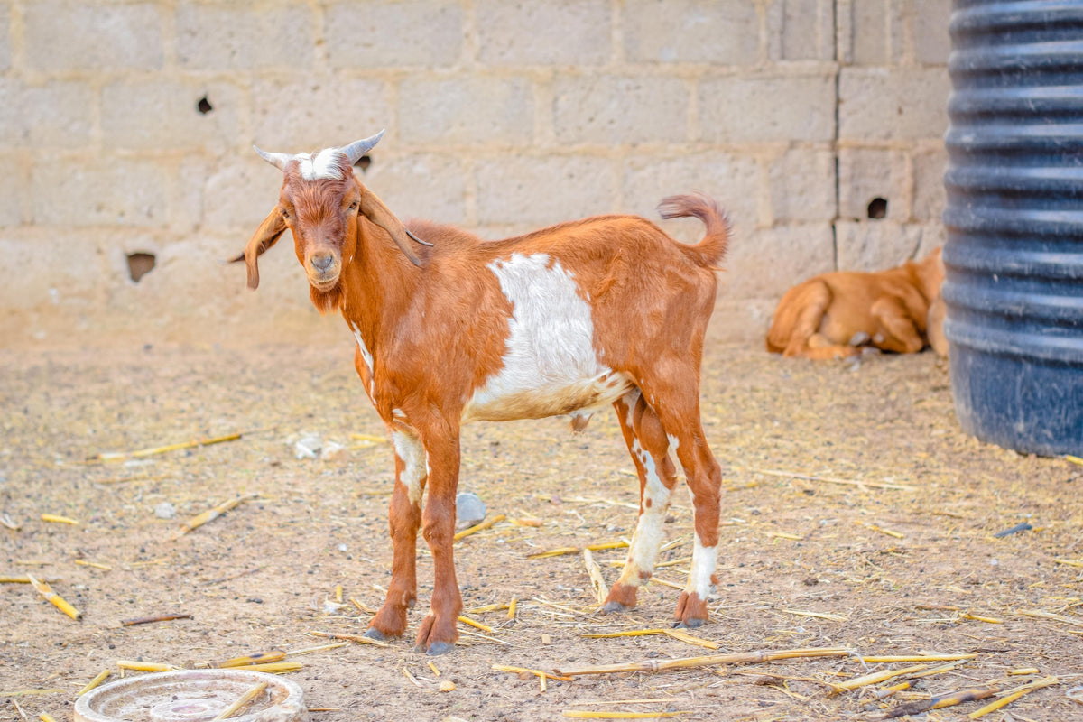 Aqiqah in Nigeria - Goat
