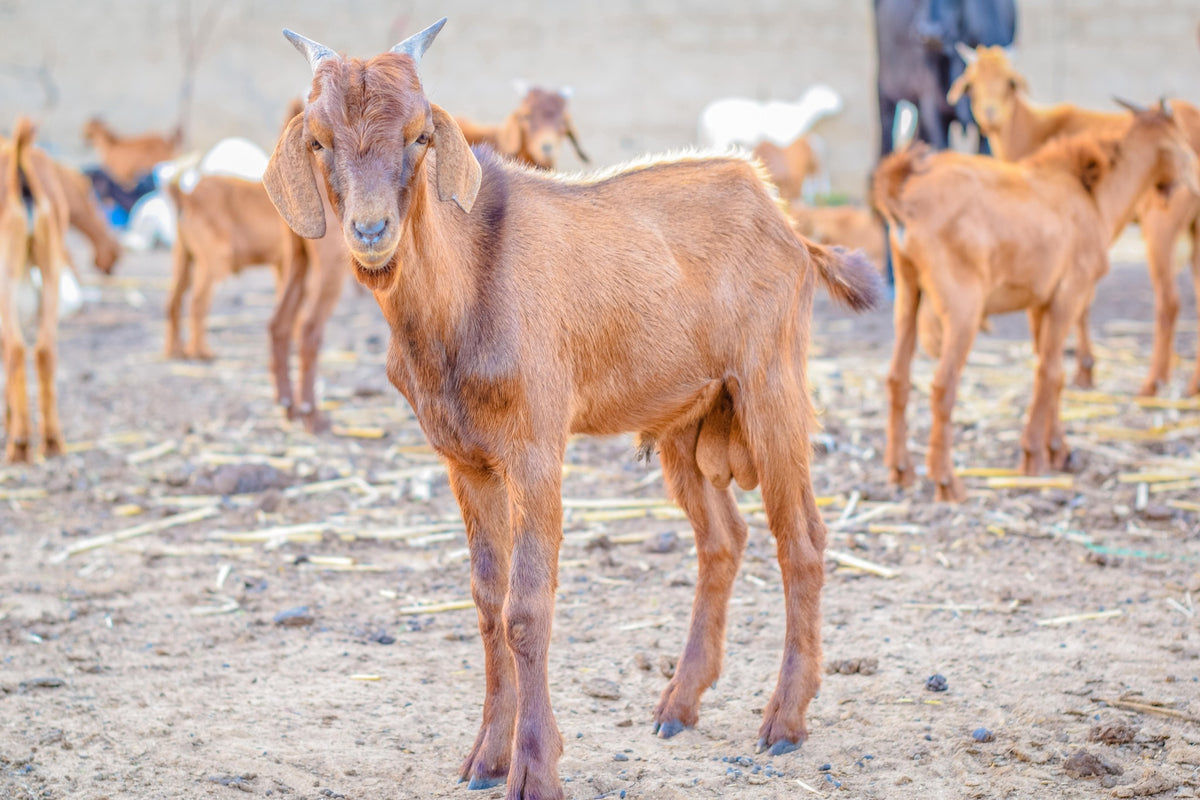 Aqiqah in Nigeria - Goat