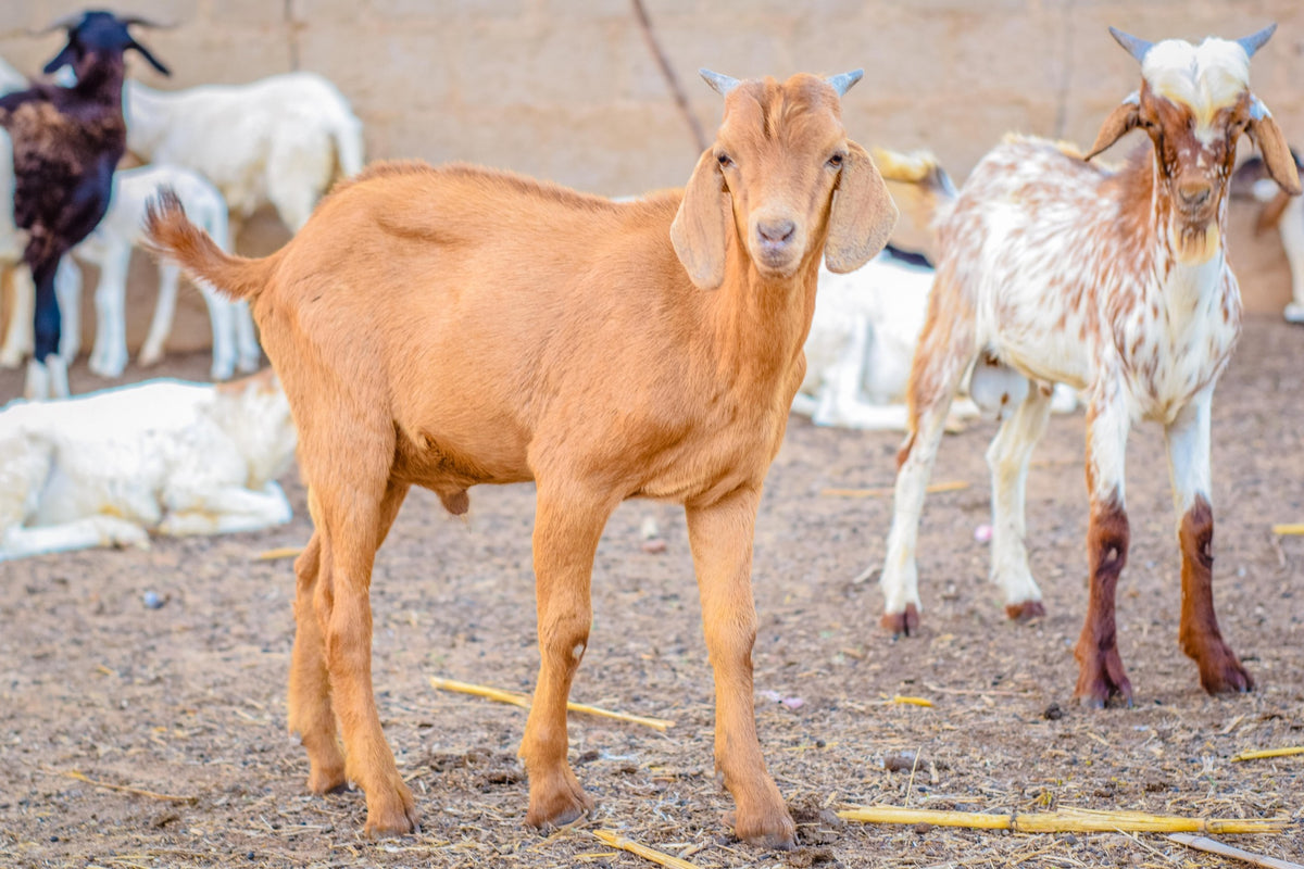 Aqiqah in Nigeria - Goat