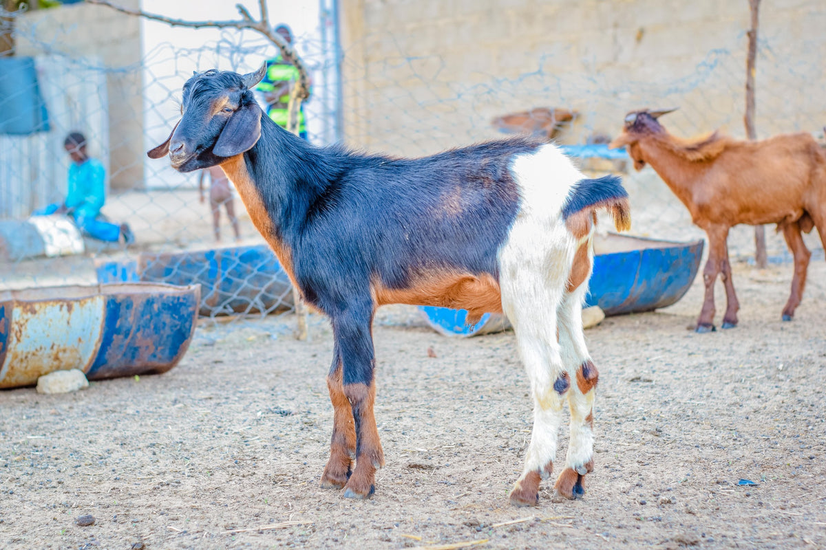 Aqiqah in Nigeria - Goat