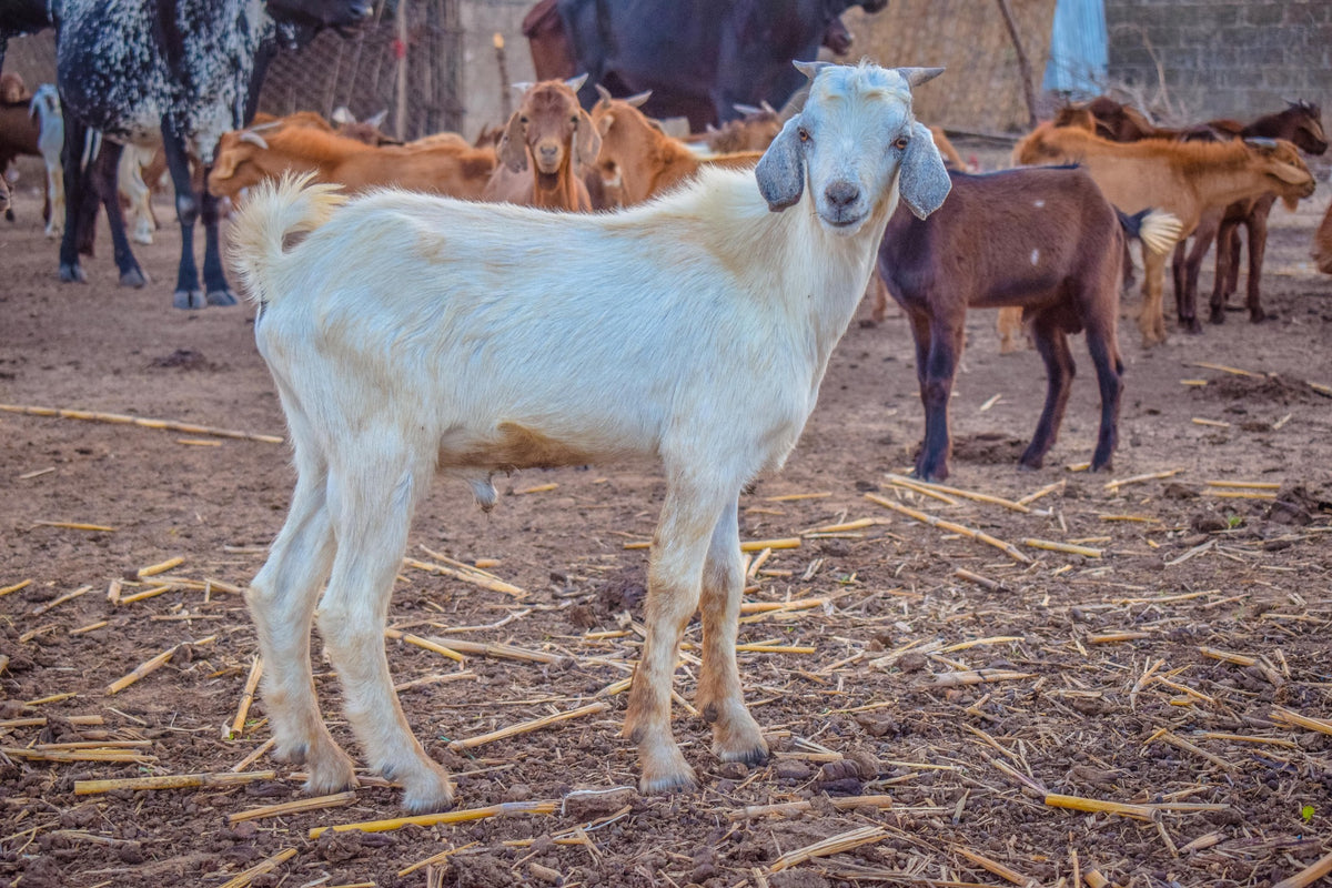 Aqiqah in Nigeria - Goat