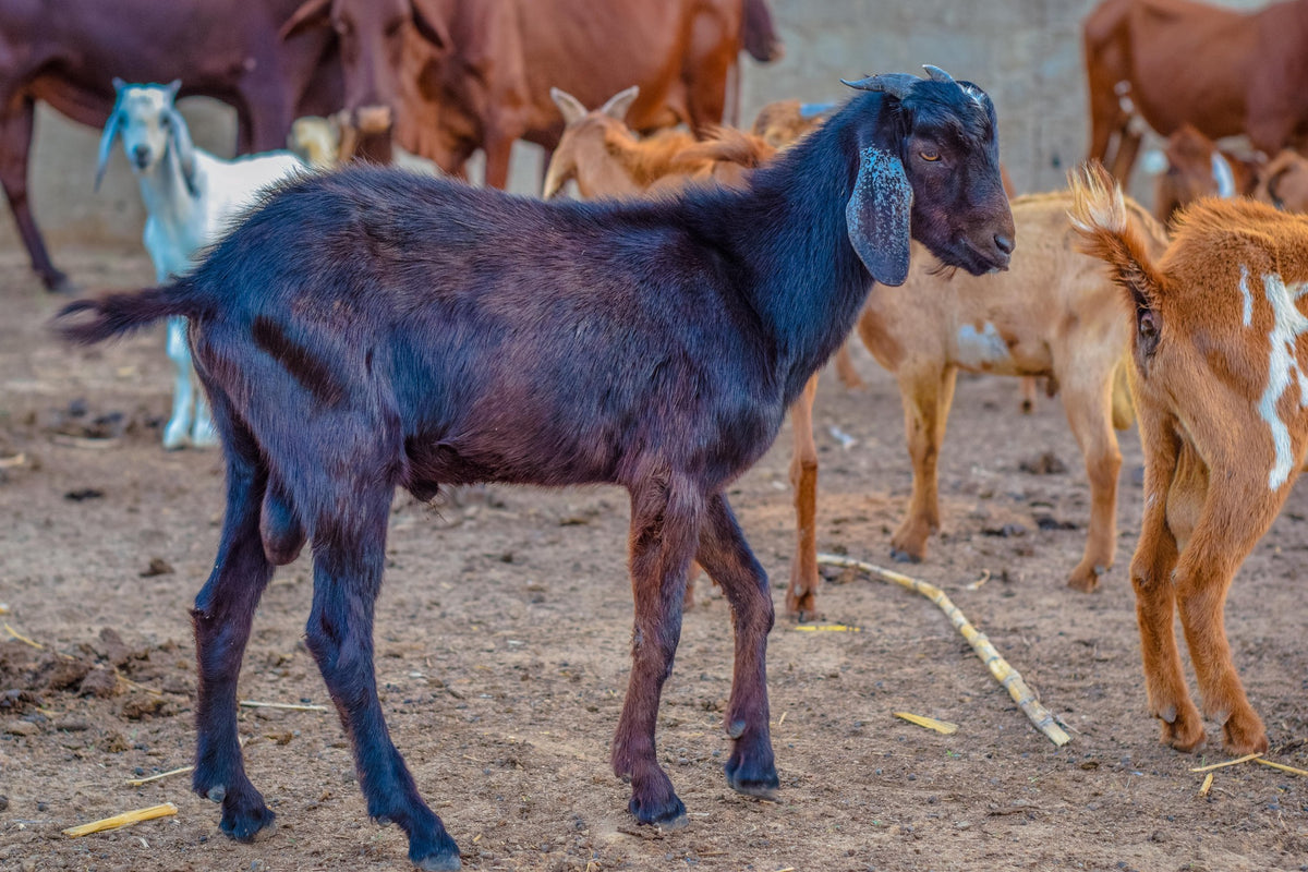 Aqiqah in Nigeria - Goat