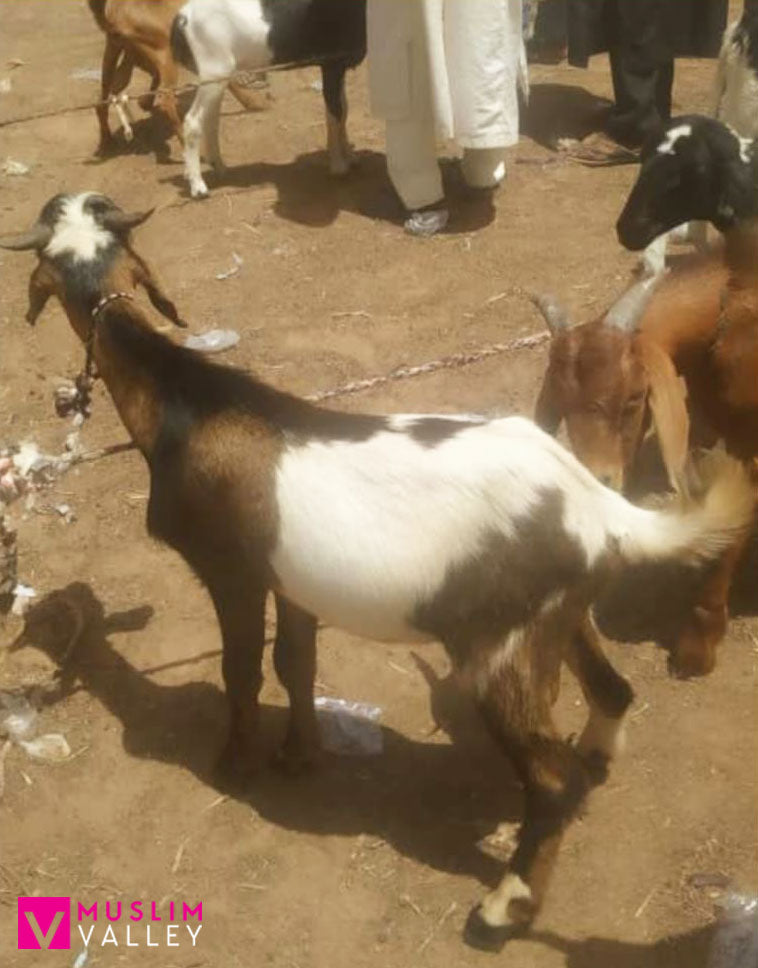 ナイジェリアのサダカ - ヤギ